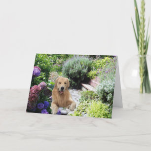 Golden Retrievers Caine In The Garden Card