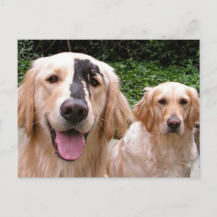 Golden Retrievers Peter Fox and Mom Postcard