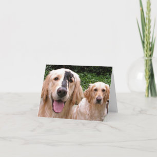 Golden Retrievers Peter Fox and Mom Thank You Card