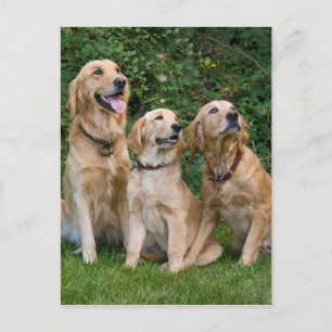 Golden Retrievers Postcard