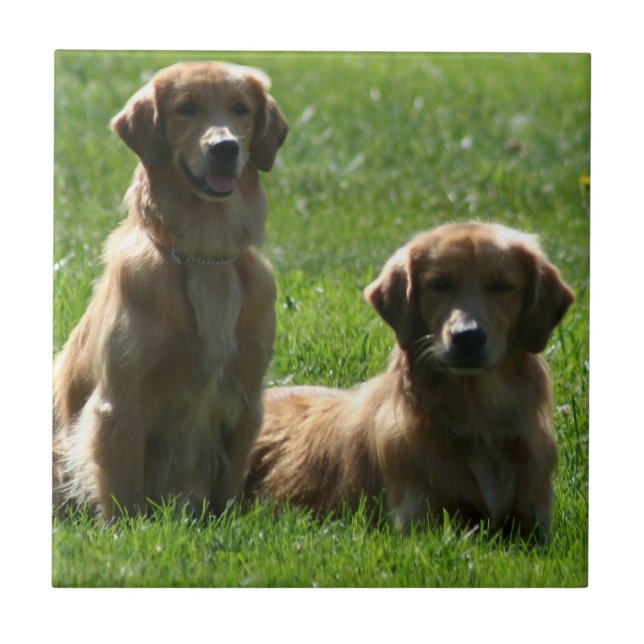 Golden Retrievers Tile (Front)