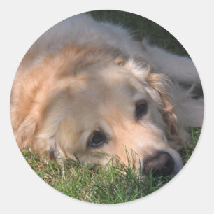Golden Retriver Resting in the Grass Photo Classic Round Sticker