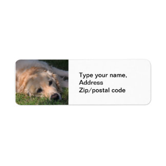 Golden Retriver Resting in the Grass Photo Return Address Label