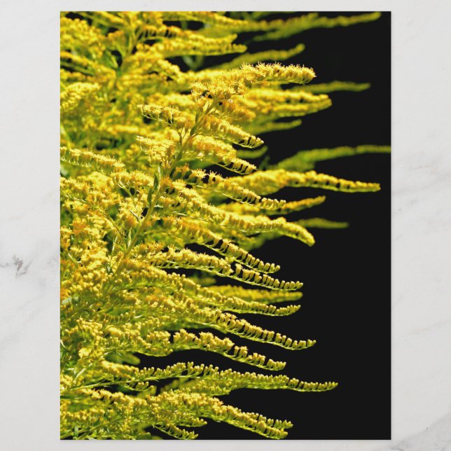 Golden rod gold diamond (Front)