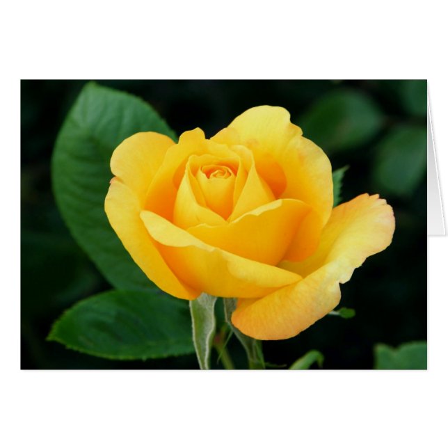 Golden Rose 23 (Front Horizontal)