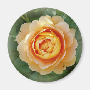 Golden rose magnet