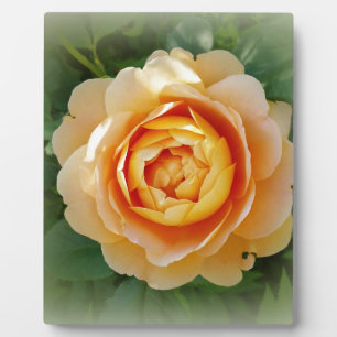 Golden rose plaque
