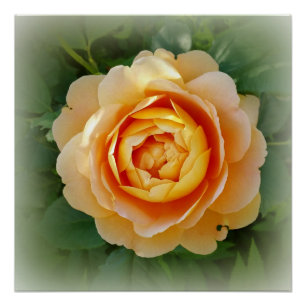 Golden rose poster