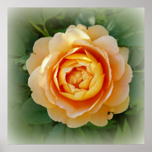Golden rose poster