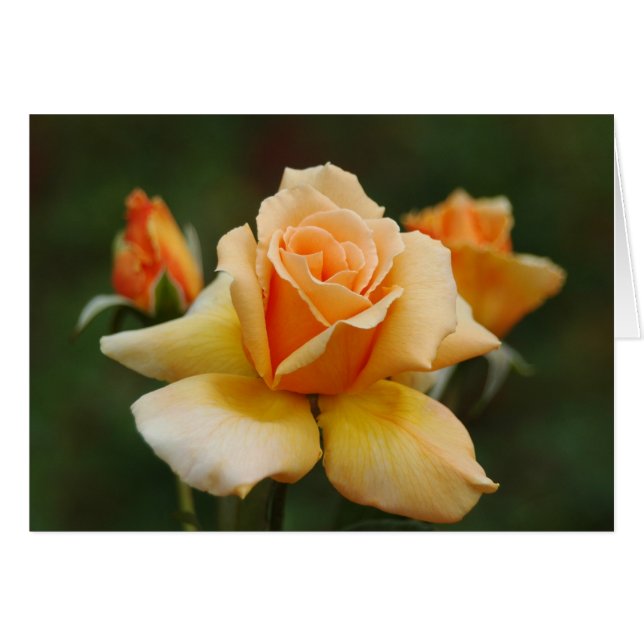 Golden Roses (Front Horizontal)