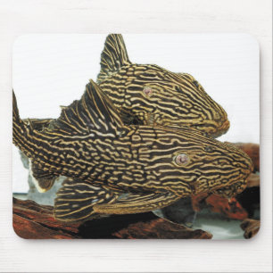 Golden Royal Plecoのマウスパッド Mouse Pad
