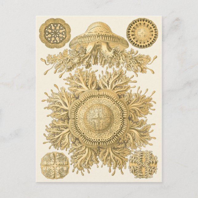 Golden Sea Creatures Postcard (Front)