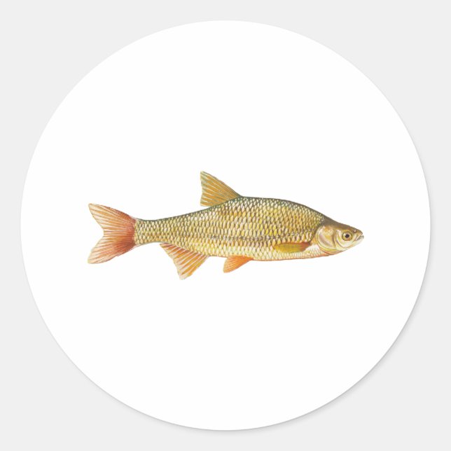 Golden Shiner Logo Classic Round Sticker (Front)
