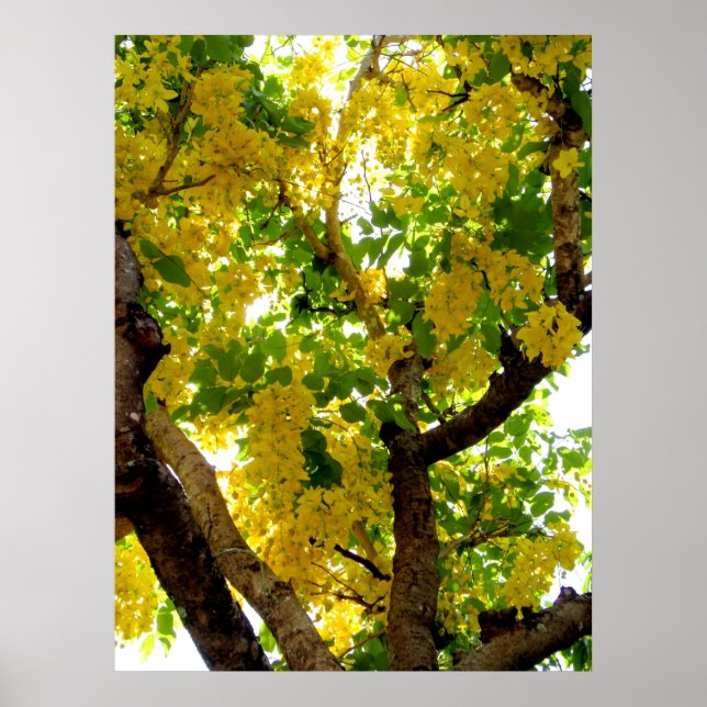 Golden Shower Tree Poster (Front)