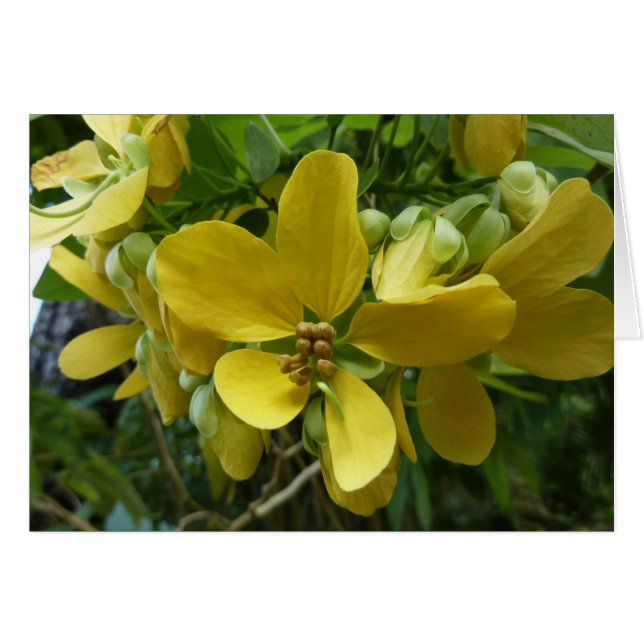 Golden Shower Tree Tropical Yellow Floral (Front Horizontal)
