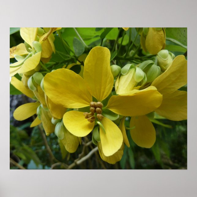 Golden Shower Tree Tropical Yellow Floral Poster (Front)