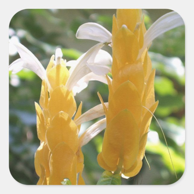 Golden Shrimp Plant Flowers Sticker (Front)