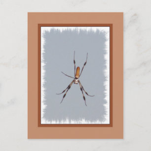 Golden Silk Orb-Weaver Postcard