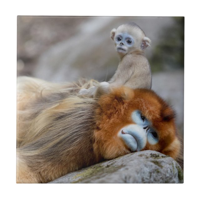 Golden Snub-nosed Monkey Dad with Baby Ceramic Tile (Front)