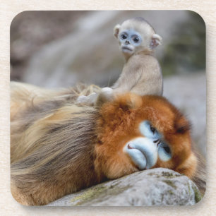 Golden Snub-nosed Monkey Dad with Baby Coaster