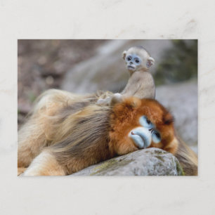 Golden Snub-nosed Monkey Dad with Baby Postcard
