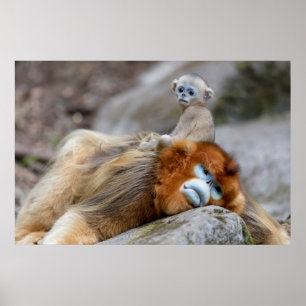 Golden Snub-nosed Monkey Dad with Baby Poster