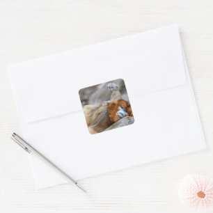 Golden Snub-nosed Monkey Dad with Baby Square Sticker