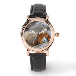 Golden Snub-nosed Monkey Dad with Baby Watch