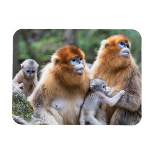 Golden Snub-nosed Monkey Family Magnet