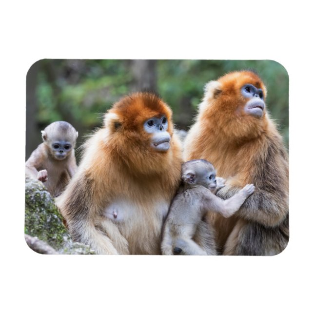 Golden Snub-nosed Monkey Family Magnet (Horizontal)