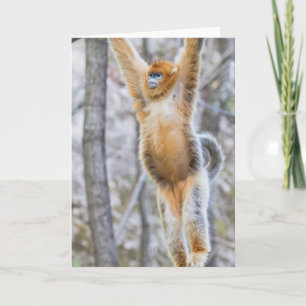 Golden Snub-nosed Monkey Swinging on Branch Card
