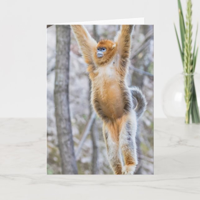 Golden Snub-nosed Monkey Swinging on Branch Card (Front)