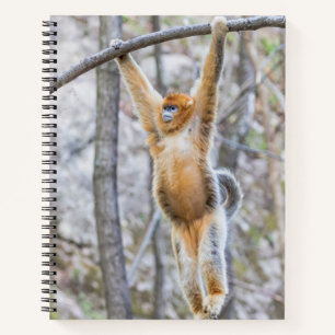 Golden Snub-nosed Monkey Swinging on Branch Notebook