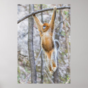Golden Snub-nosed Monkey Swinging on Branch Poster