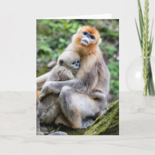 Golden Snub-Nosed Monkey with Baby Card
