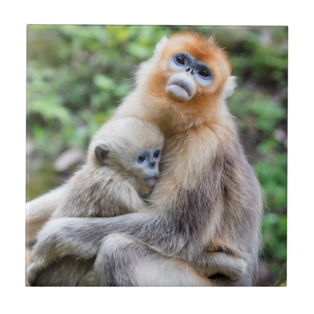 Golden Snub-Nosed Monkey with Baby Ceramic Tile (Front)