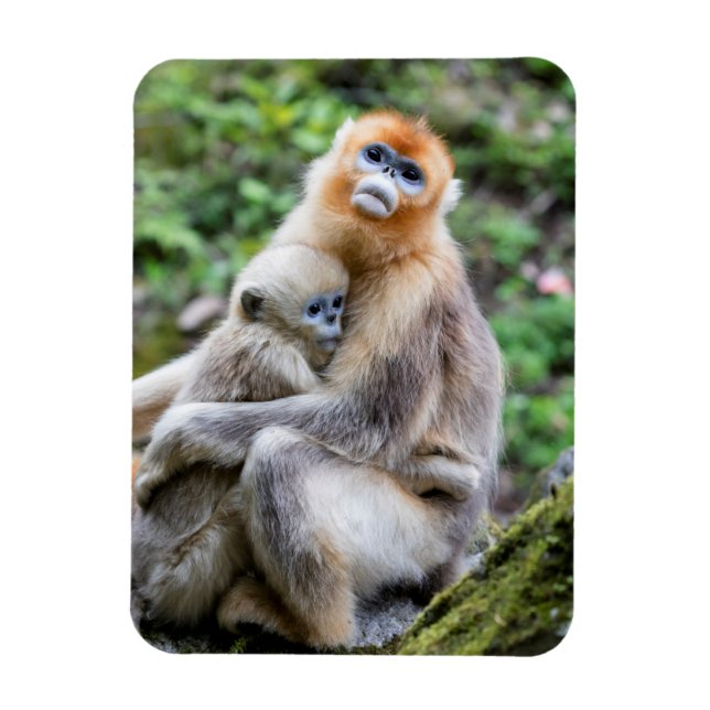 Golden Snub-Nosed Monkey with Baby Magnet (Vertical)