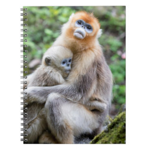 Golden Snub-Nosed Monkey with Baby Notebook