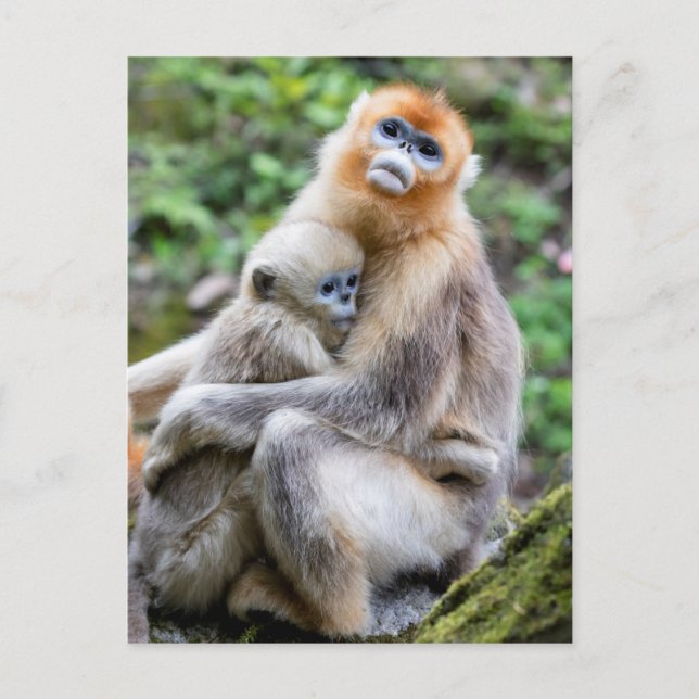 Golden Snub-Nosed Monkey with Baby Postcard (Front)