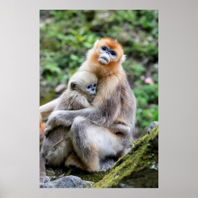 Golden Snub-Nosed Monkey with Baby Poster (Front)