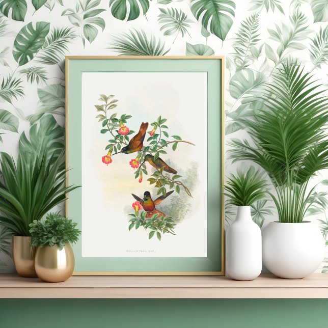 Golden Star-frontlet -hummingbird art Poster (Creator Uploaded)