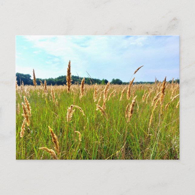 Golden Summer Field Postcard (Front)
