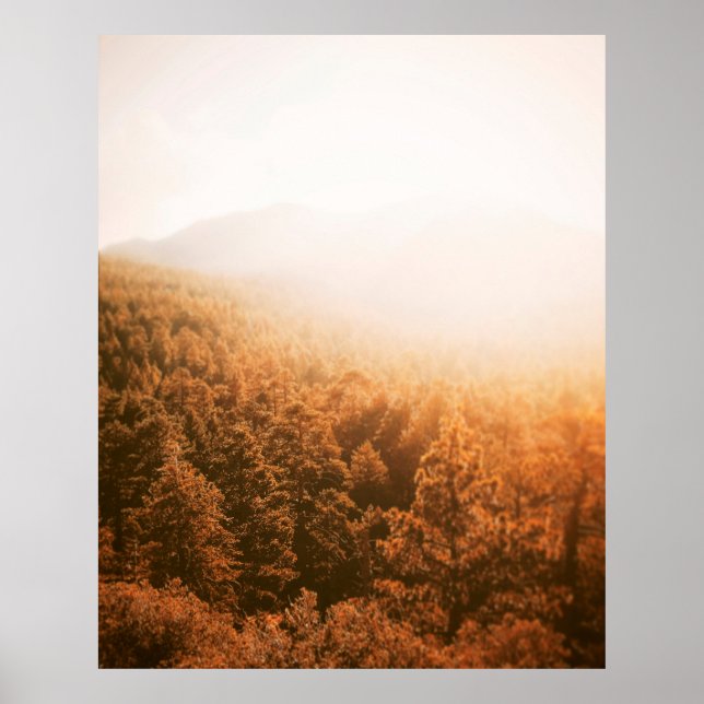 GOLDEN SUN OVER A FOREST POSTER (Front)