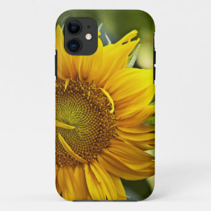 Golden Sunflower iPhone 11 Case