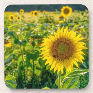 Golden Sunflower Field Coaster