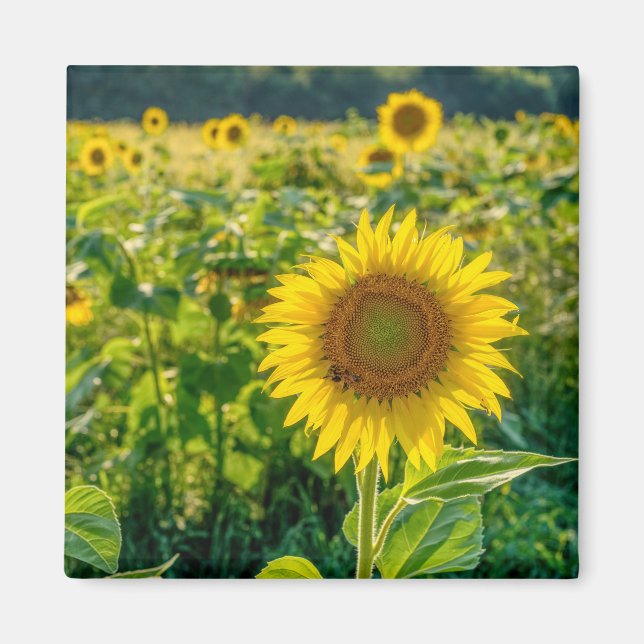 Golden Sunflower Field Magnet (Front)