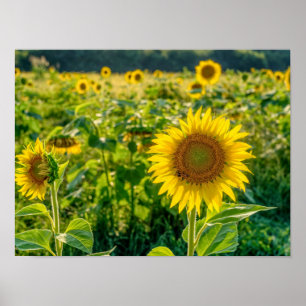 Golden Sunflower Field Poster