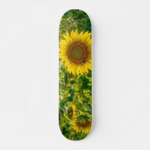 Golden Sunflower Field Skateboard