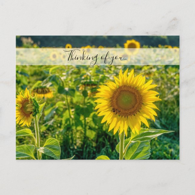 Golden Sunflower Field Thinking Of You Postcard (Front)