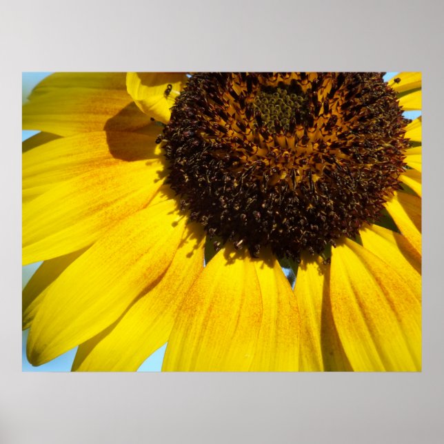 Golden Sunflower Poster Print (Front)